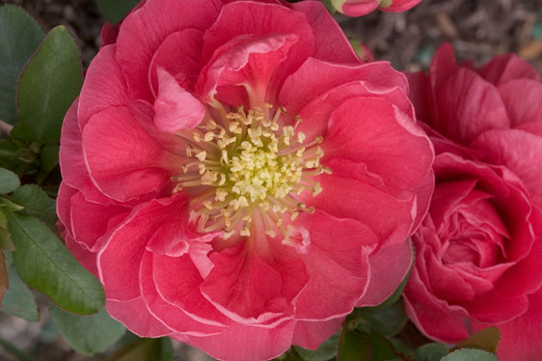 Chaenomeles speciosa Double Take® Pink (Japanese Quince)