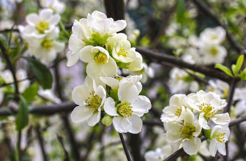 Chaenomeles x superba Jet Trail (Japanese Quince)