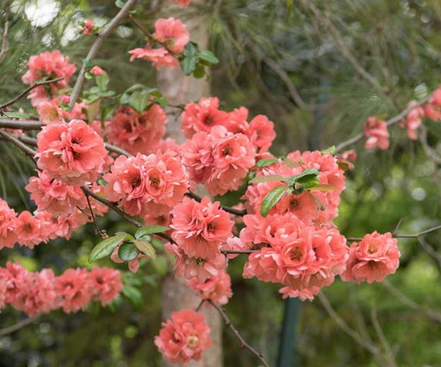 Chaenomeles speciosa Falconnet Charlet (Japanese Quince)