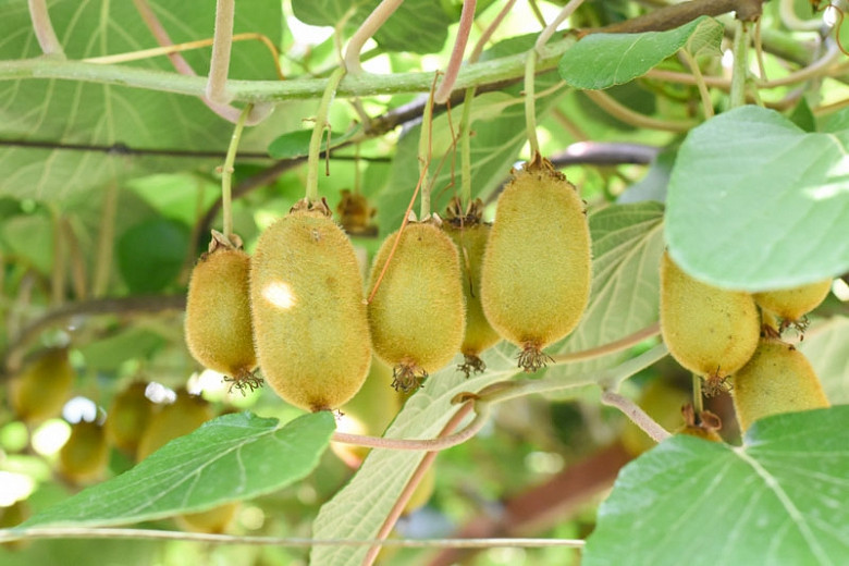 Actinidia deliciosa (Kiwifruit)