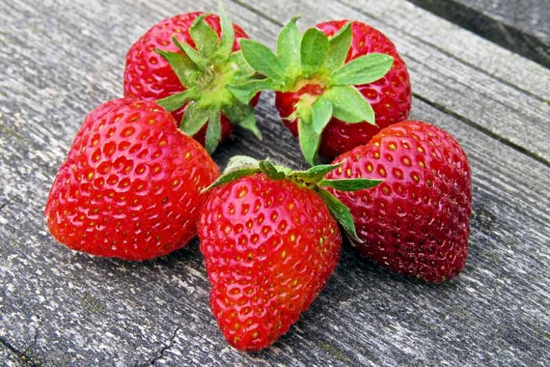Fragaria Earliglow (Junebearing Strawberry)