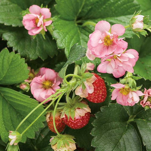 Fragaria × ananassa Berried Treasure Pink (Everbearing Strawberry)