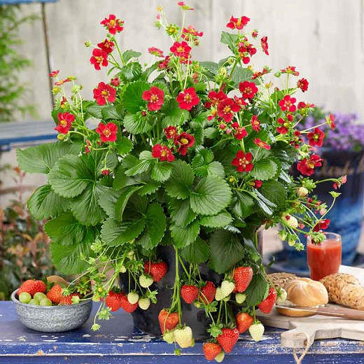 Fragaria × ananassa Ruby Ann (Everbearing Strawberry)
