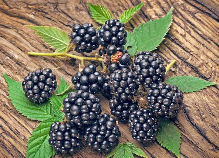 Rubus fruticosus Navaho (Blackberry)