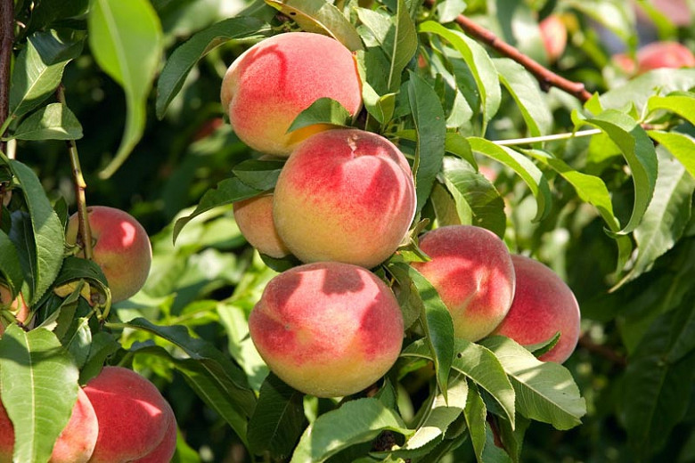 Prunus persica Elberta (Peach)