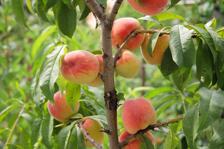 Prunus persica Reliance (Peach)