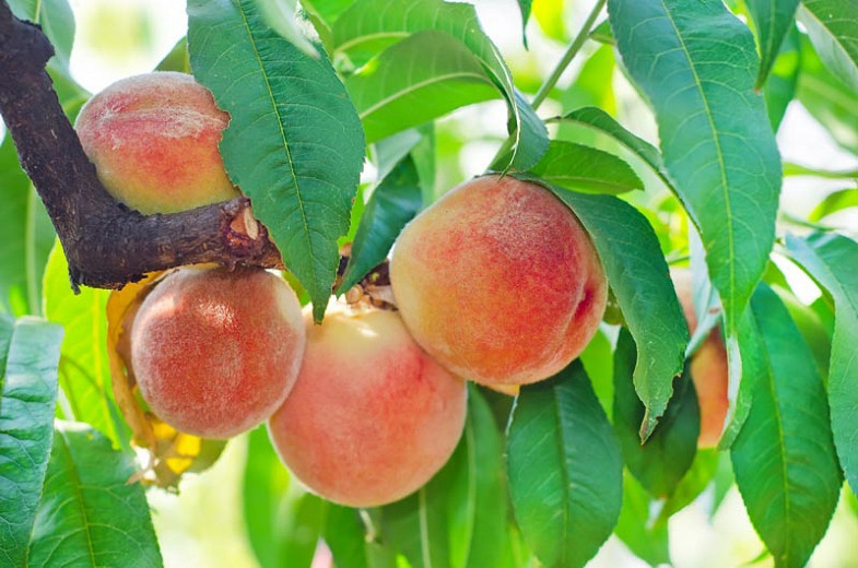 Prunus persica Hale Haven (Peach)