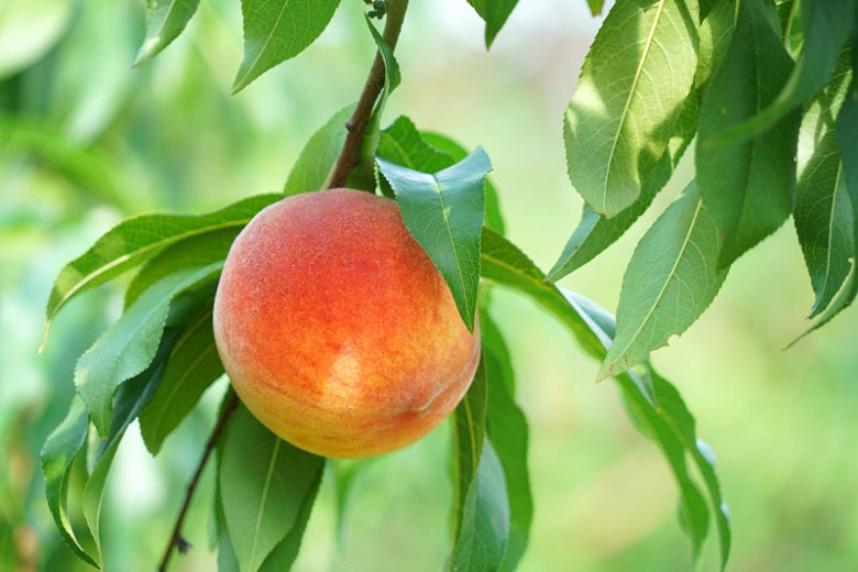 Prunus persica Harvester (Peach)