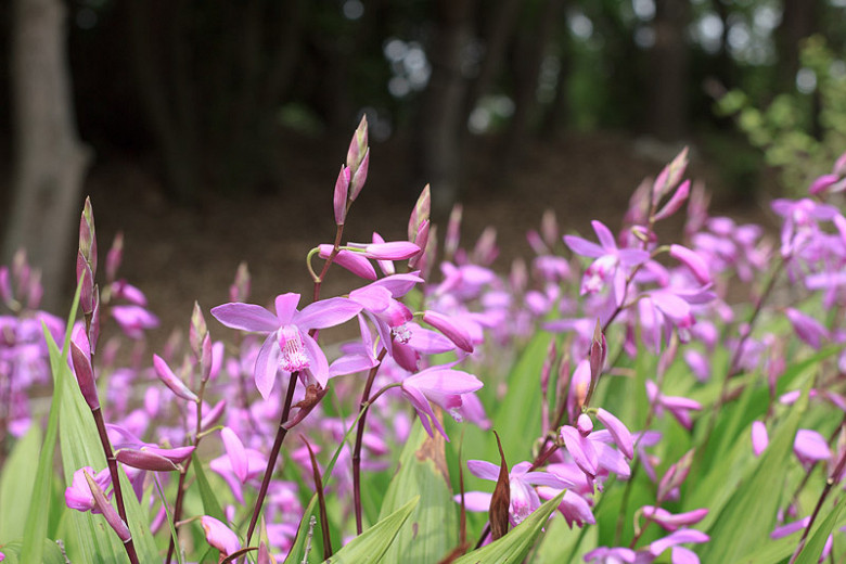 Bletilla (Hardy Orchids)