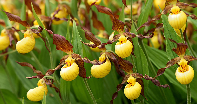 Cypripedium (Lady Slipper Orchids)