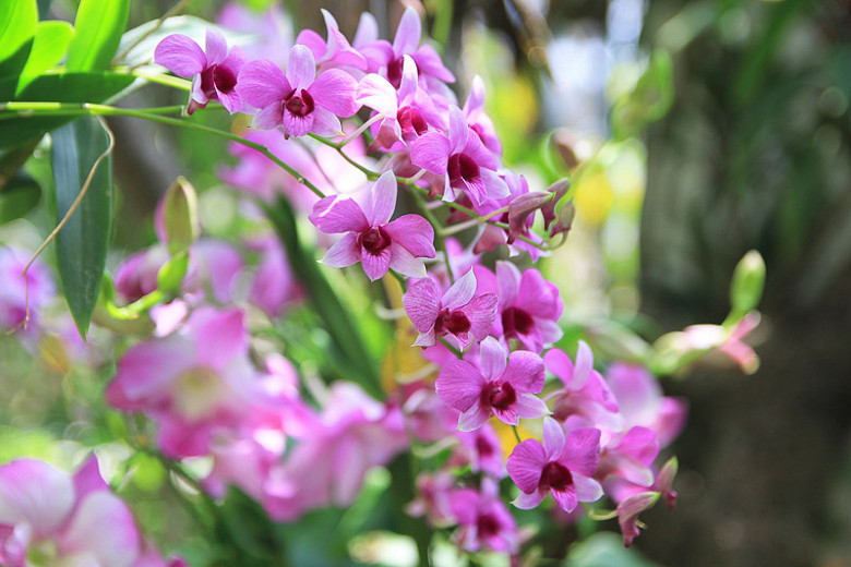 Dendrobium (Orchids)