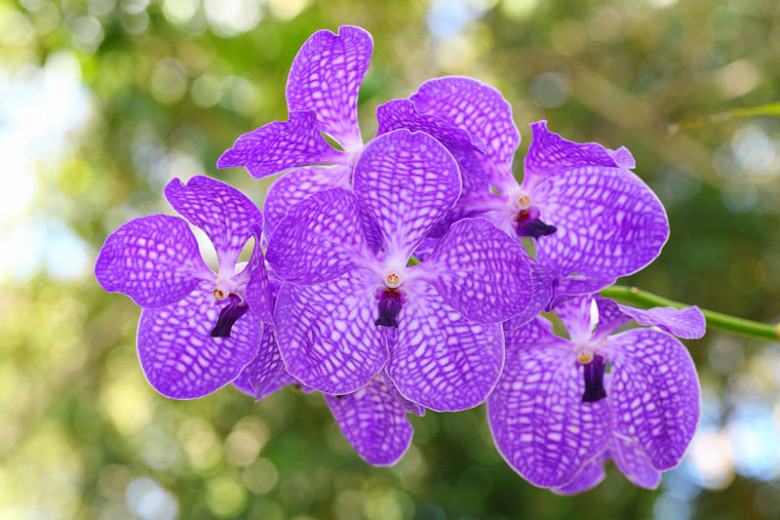Vanda (Orchids)