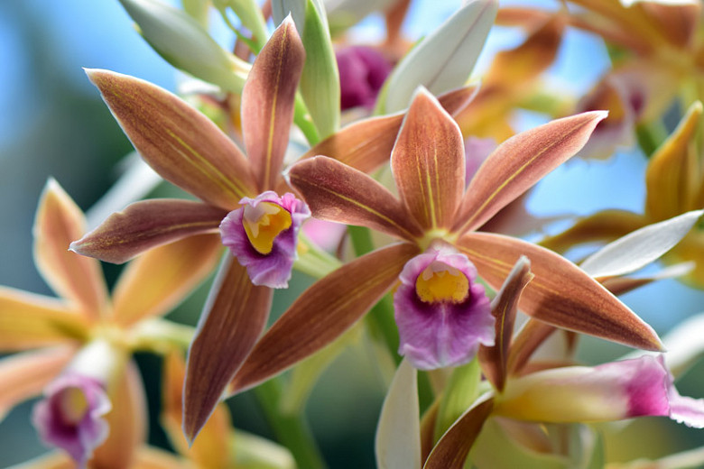 Phaius (Orchids)