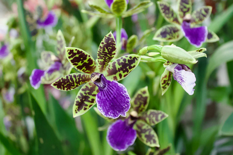Zygopetalum (Orchids)