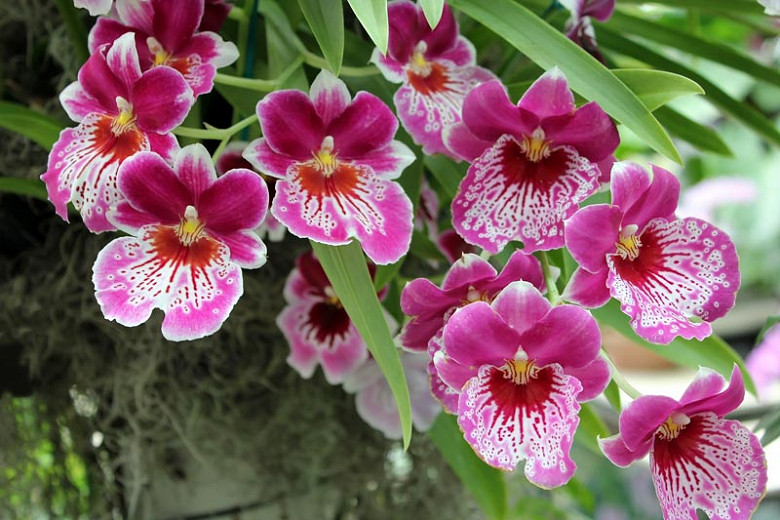Miltoniopsis (Pansy Orchids)