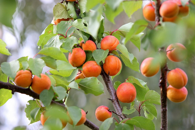 Prunus armeniaca Early Golden (Apricot)