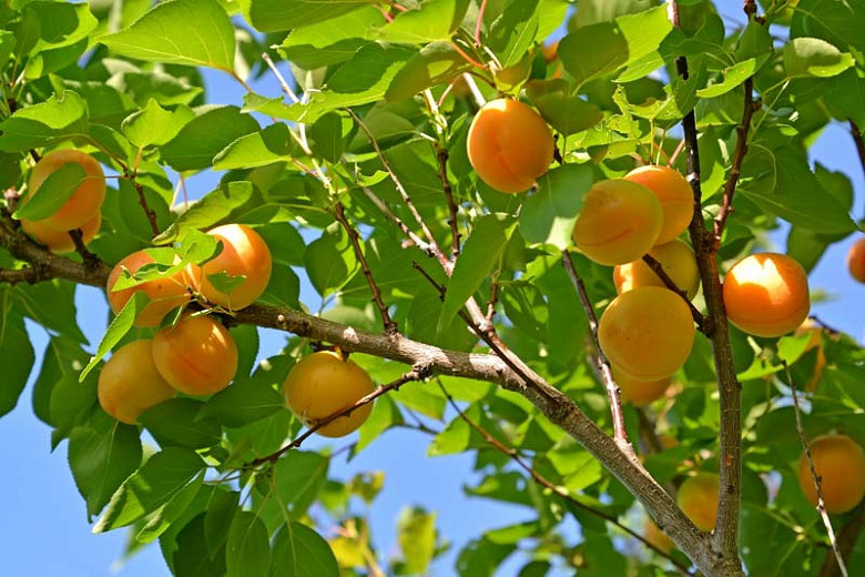 Prunus armeniaca Goldcot (Apricot)