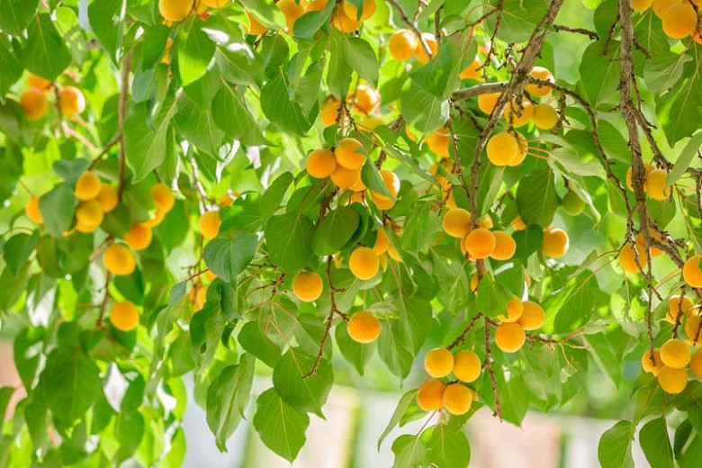 Prunus armeniaca Moorpark (Apricot)