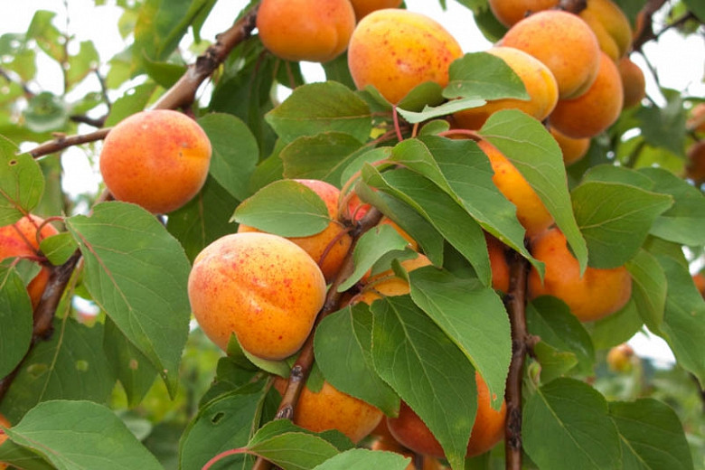 Prunus armeniaca Chinese (Apricot)