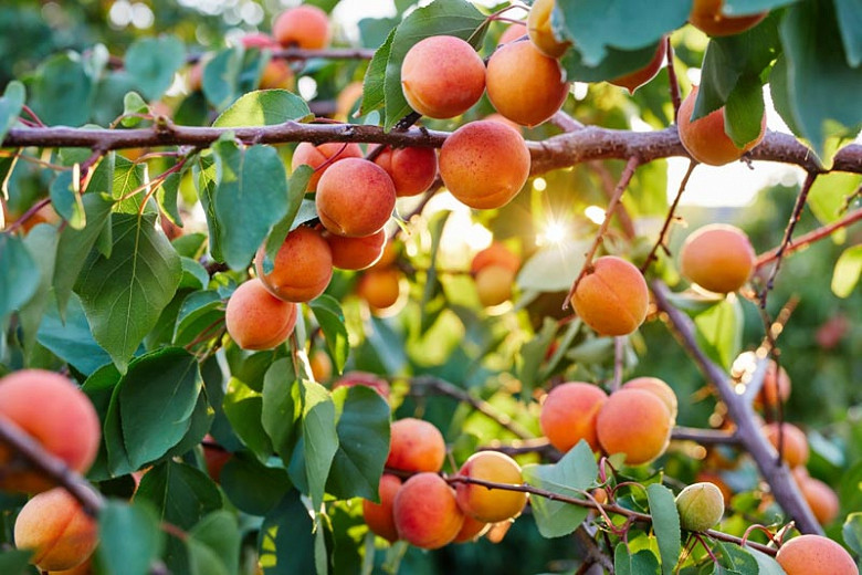 Prunus armeniaca Harcot (Apricot)