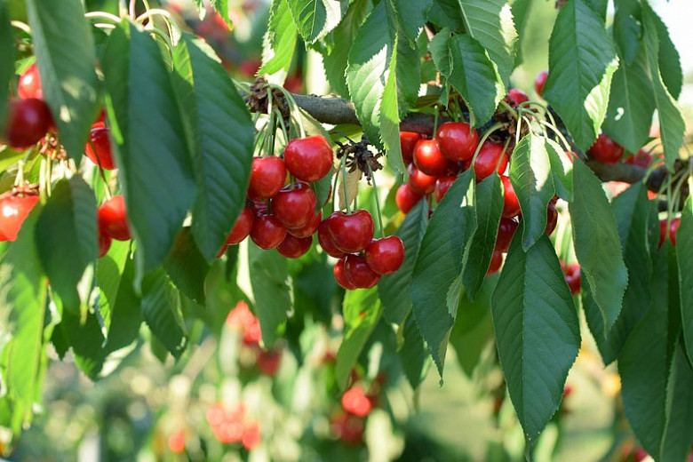 Prunus avium Lapins (Sweet Cherry)