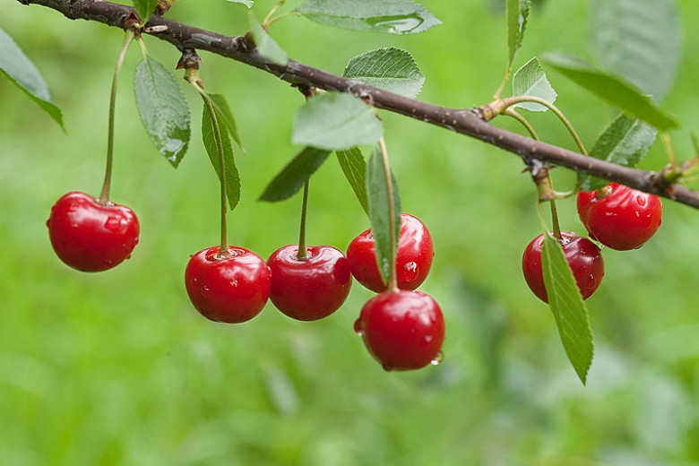 Prunus cerasus Montmorency (Tart Cherry)