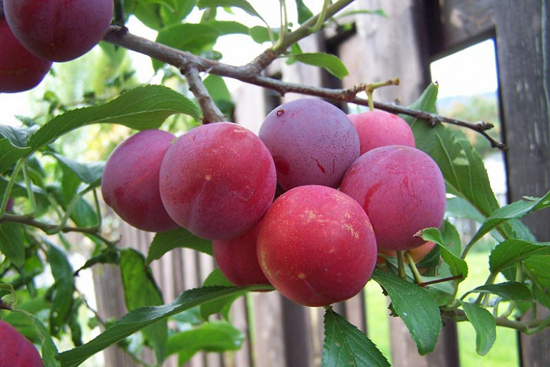 Prunus Toka (Hybrid Plum)