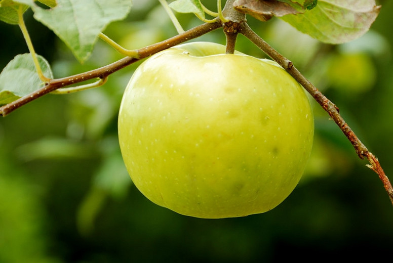 Malus domestica Lodi (Semi-Dwarf Apple)