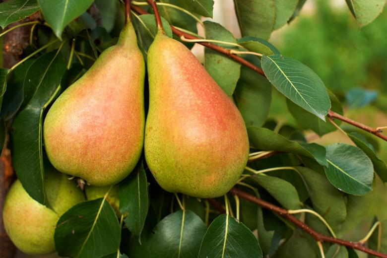 Pyrus communis Harrow Sweet (European Pear)