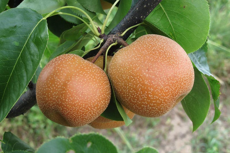 Pyrus pyrifolia Chojuro (Asian Pear)