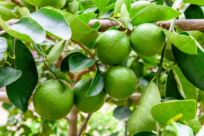 Citrus × latifolia (Persian Lime)