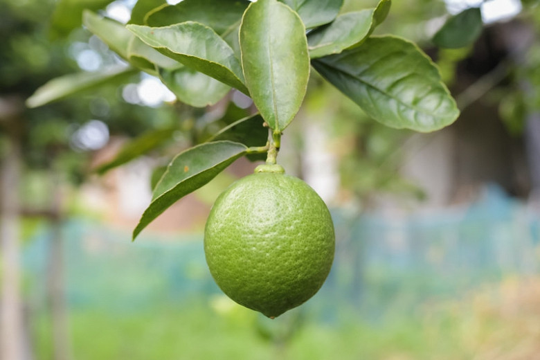 Citrus × latifolia Bearss Lime (Persian Lime)
