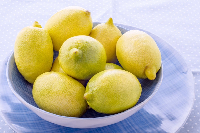 Citrus x limon Eureka (Lemon)