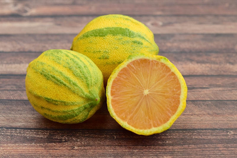 Citrus x limon Eureka Pink Variegated (Lemon)