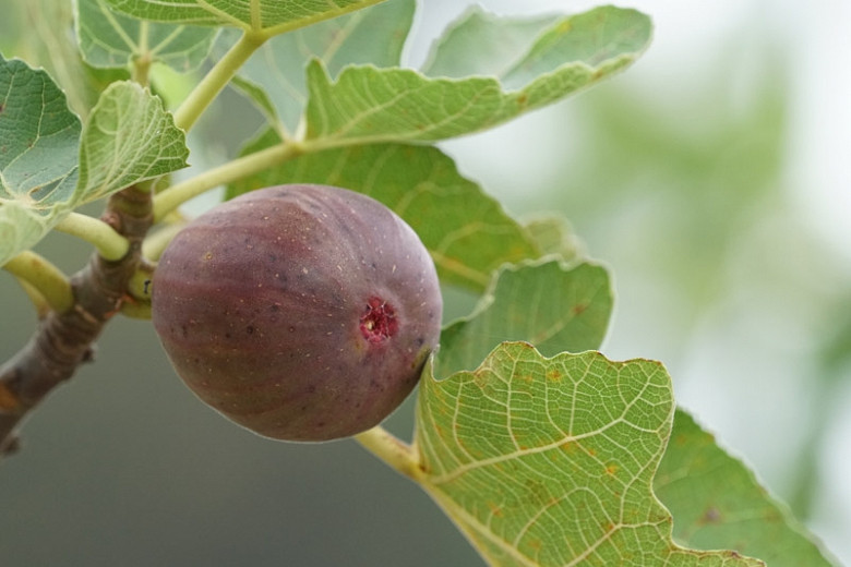 Ficus carica Celeste (Fig)