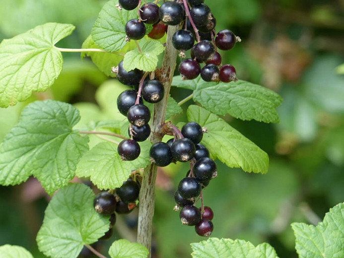 Ribes nigrum Ben Lomond (Black Currant)