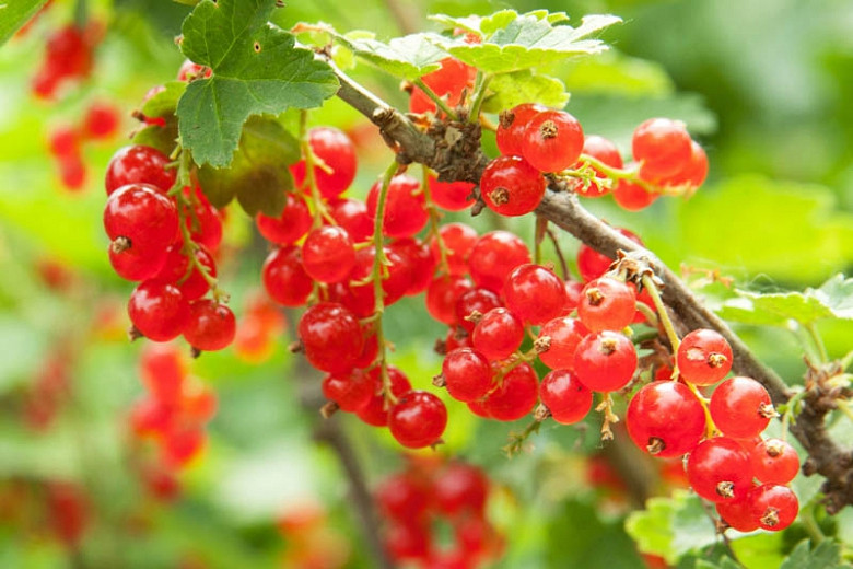 Ribes rubrum Red Lake (Red Currant)