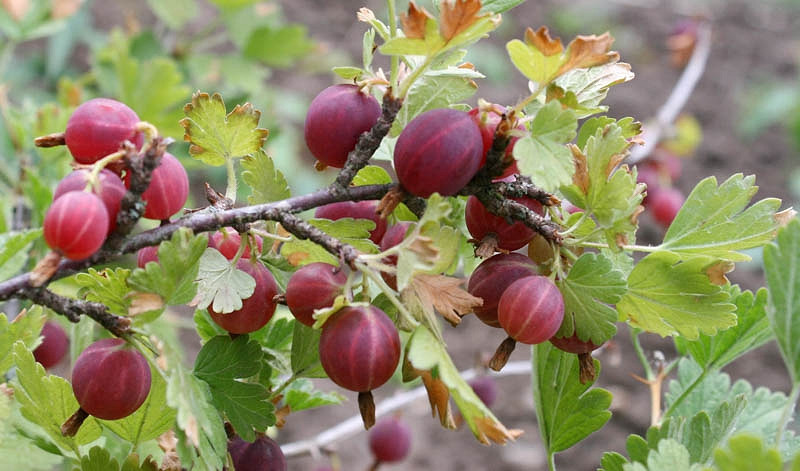 Ribes uva-crispa Hinnonmäki Röd (Gooseberry)
