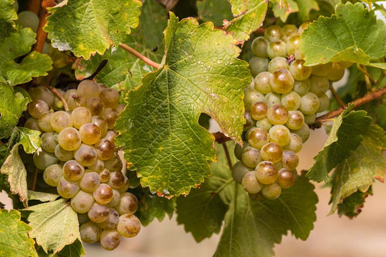 Vitis Itasca (Grape Vine)
