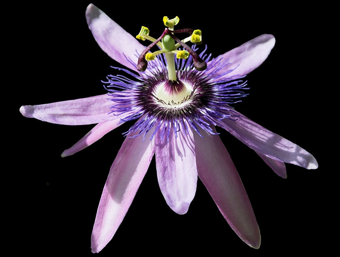 Passiflora Betty Myles Young (Passion Flower)