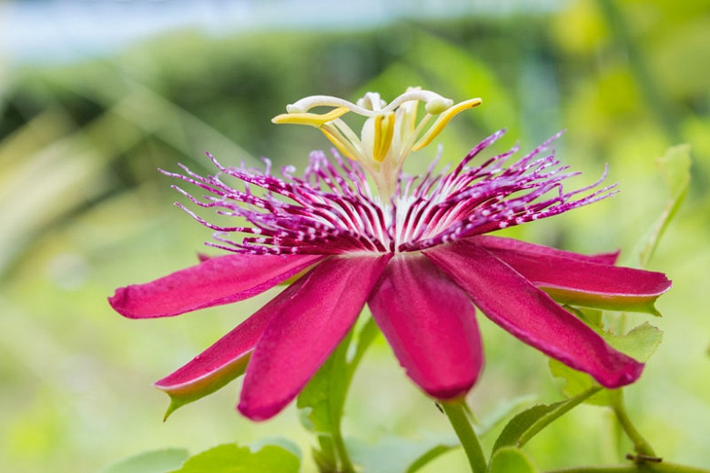 Passiflora Pura Vida (Passion Flower)
