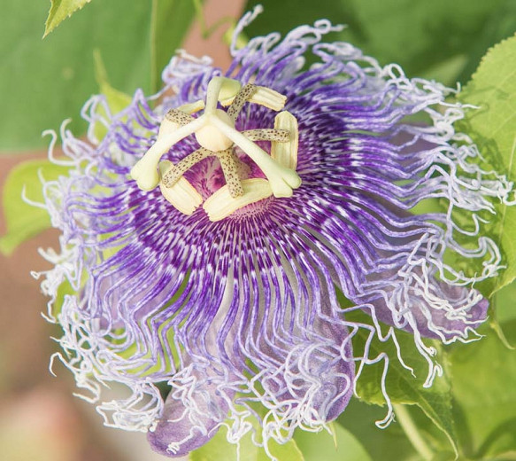 Passiflora Iridescence (Passion Flower)
