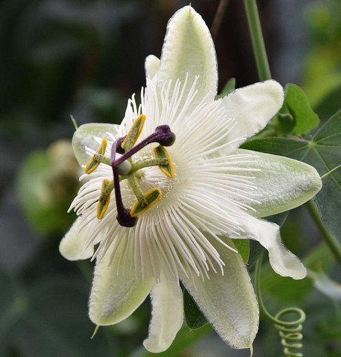 Passiflora White Wedding (Passion Flower)