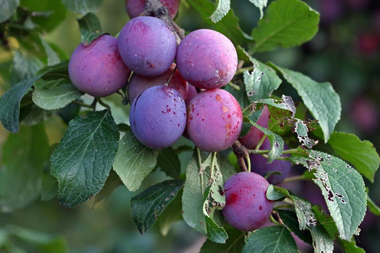 Prunus domestica Stanley (European Plum)