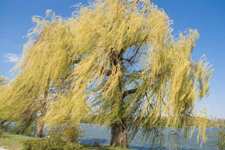 Salix alba Tristis (White Willow)