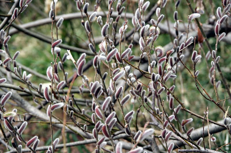 Salix gracilistyla (Rose-Gold Pussy Willow)