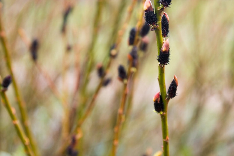 Salix gracilistyla Melanostachys (Black Pussy Willow)