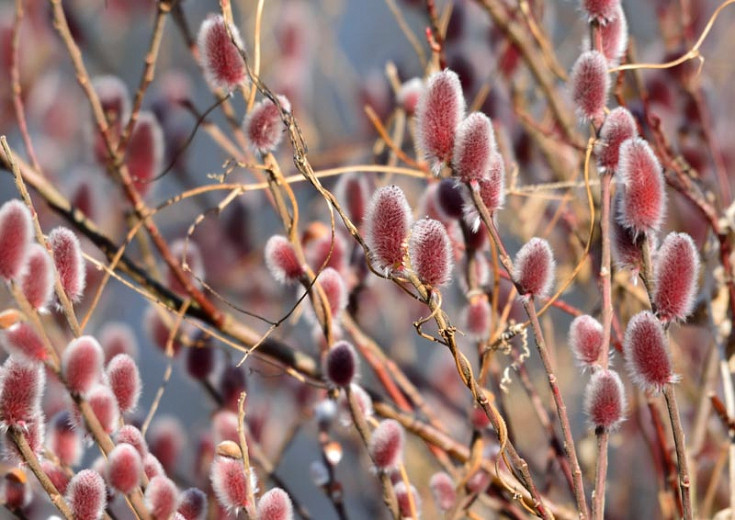 Salix gracilistyla Mount Aso (Japanese Pink Pussy Willow)