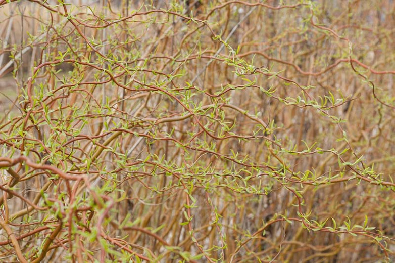 Salix Golden Curls (Willow)