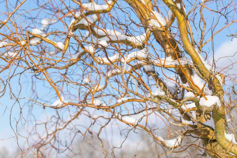 Salix babylonica var. pekinensis Tortuosa (Corkscrew Willow)